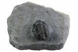 Curled Proetid (Gerastos) Trilobite Fossil - Morocco #377278-2